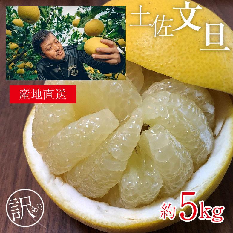 送料無料 高知県 高知 産地直送 土佐文旦 ブンタン 文旦 訳あり 約 5kg 