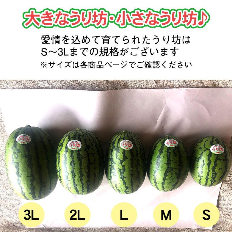 送料無料 長崎 長崎県産 すいか スイカ 西瓜 小玉 小玉スイカ 送料無料 長崎 長崎県産 すいか スイカ 西瓜 小玉 小玉スイカ
