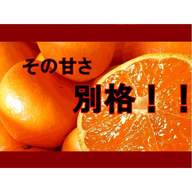 しおみかん 訳あり 1箱5kg 味に自信!!熊本産 甘くておいしい しおみかん(塩みかん)みかん 訳あり 熊本みかん 甘いみかん グルメ 80サイズ :10000003:フルーツ・甘味屋GGY - 通販 - Yahoo!ショッピング しおみかん 訳あり 1箱5kg 味に自信!!熊本産 甘くておいしい しおみかん(塩みかん)みかん 訳あり 熊本みかん 甘いみかん グルメ 80サイズ :10000003:フルーツ・甘味屋GGY - 通販 - Yahoo!ショッピング