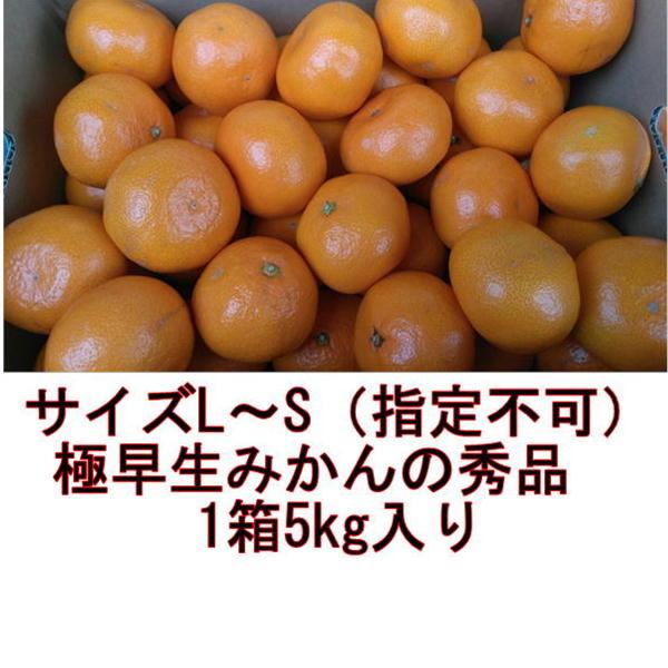 極早生みかん　秀品　１箱5kg　サイズL・M・S　熊本産　フルーツ　グルメ　80サイズ｜fruitkanmiya-ggy｜02