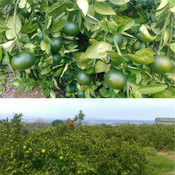 小玉ちゃん　訳あり　約５ｋｇ　熊本みかん　フルーツ　グルメ　みかん　80サイズ みかん ミカン 蜜柑　小粒　小粒みかん　小玉　小玉みかん |  | 05