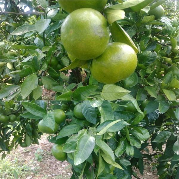 小玉ちゃん　訳あり　約５ｋｇ　熊本みかん　フルーツ　グルメ　みかん　80サイズ みかん ミカン 蜜柑　小粒　小粒みかん　小玉　小玉みかん |  | 06