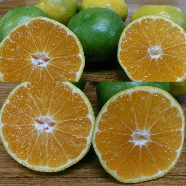 小玉ちゃん 訳あり 約5kg 熊本みかん フルーツ グルメ みかん 80