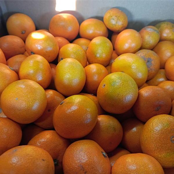 小玉ちゃん　訳あり　約５ｋｇ　熊本みかん　フルーツ　グルメ　みかん　80サイズ みかん ミカン 蜜柑　小粒　小粒みかん　小玉　小玉みかん |  | 08