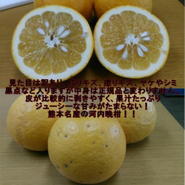 河内晩柑　訳あり　約10キロ（9ｋｇ+保証分500ｇ）ジューシーオレンジ　熊本産　宇和ゴールド　和製グレープフルーツ みかん ミカン 蜜柑｜fruitkanmiya-ggy｜02