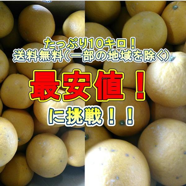 河内晩柑　訳あり　約10キロ（9ｋｇ+保証分500ｇ）ジューシーオレンジ　熊本産　宇和ゴールド　和製グレープフルーツ みかん ミカン 蜜柑｜fruitkanmiya-ggy｜03