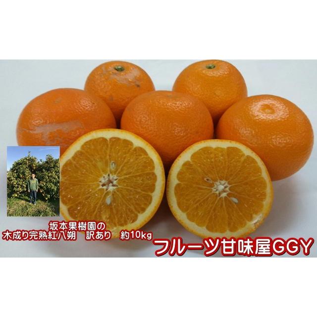 木成り完熟 紅八朔 訳あり 約10kg(9kg+保証分500g) 味 木成り完熟 紅八朔 訳あり 約10kg(9kg+保証分500g) 味