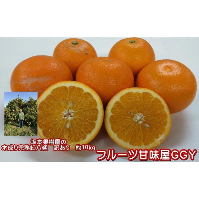 木成り完熟　紅八朔　訳あり　約10ｋｇ（9ｋｇ+保証分500ｇ）　味自慢！！坂本果樹園さんの木成り完熟　紅八朔　熊本産 みかん ミカン 蜜柑　八朔　紅はっさく｜fruitkanmiya-ggy