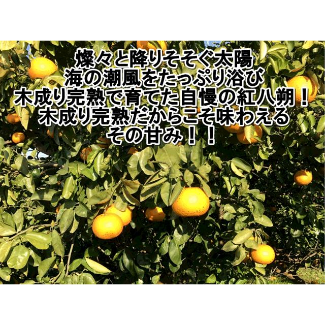 木成り完熟　紅八朔　訳あり　約10ｋｇ（9ｋｇ+保証分500ｇ）　味自慢！！坂本果樹園さんの木成り完熟　紅八朔　熊本産 みかん ミカン 蜜柑　八朔　紅はっさく｜fruitkanmiya-ggy｜02