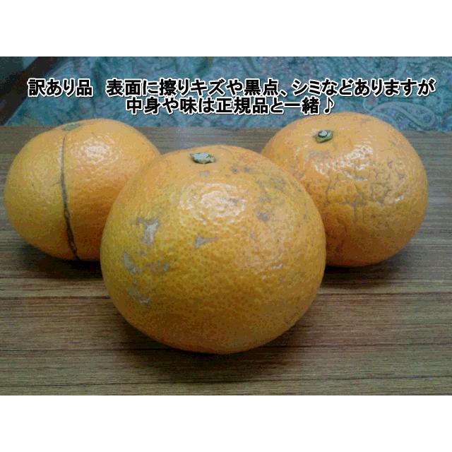 木成り完熟 紅八朔 訳あり 約10kg(9kg+保証分500g) 味 木成り完熟 紅八朔 訳あり 約10kg(9kg+保証分500g) 味