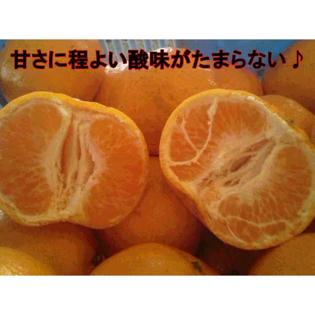 ポンカン 訳あり 箱込10キロ（9kg+保証分500g）熊本産 みかん
