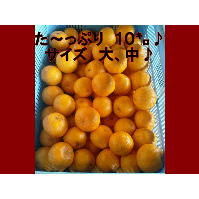 ポンカン 訳あり 箱込10キロ（9kg+保証分500g）熊本産 みかん