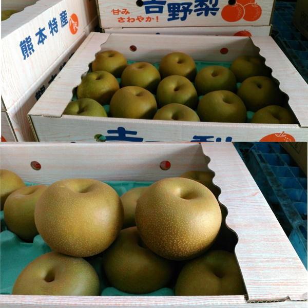 贈答用 梨 ギフト 熊本産 完熟梨（幸水・豊水・秋月・新高） 大玉（5
