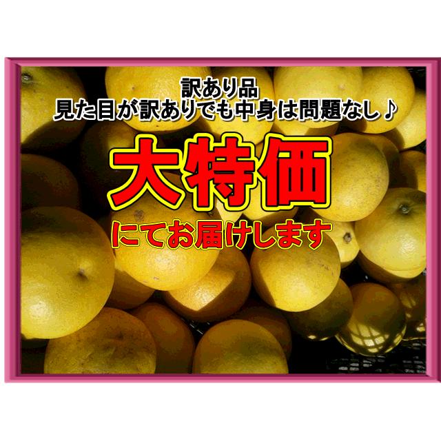 パール柑 訳あり 箱込9キロ(8kg+保証分500g)文旦 土佐 パール柑 訳あり 箱込9キロ(8kg+保証分500g)文旦 土佐