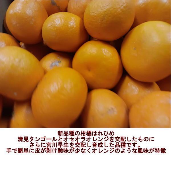  10kg 9kg 500g harehime GGY 