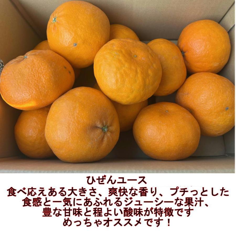 ひぜんユース　約5ｋｇ　佐賀産　みかん　ミカン　柑橘類　フルーツ　80サイズ｜fruitkanmiya-ggy｜03