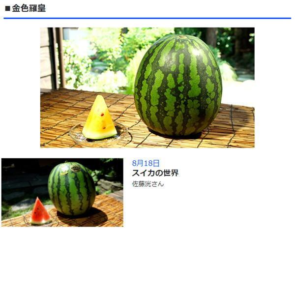金色羅皇 熊本産 1玉入り（6kg以上）マツコの知らない世界で紹介され