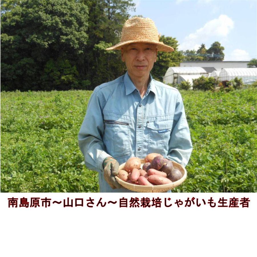 大容量！長崎県産俵マゼランじゃがいもSM　20㎏ 自然栽培じゃがいも マゼラン 約2キロ 山口さんのこだわり栽培 無農薬