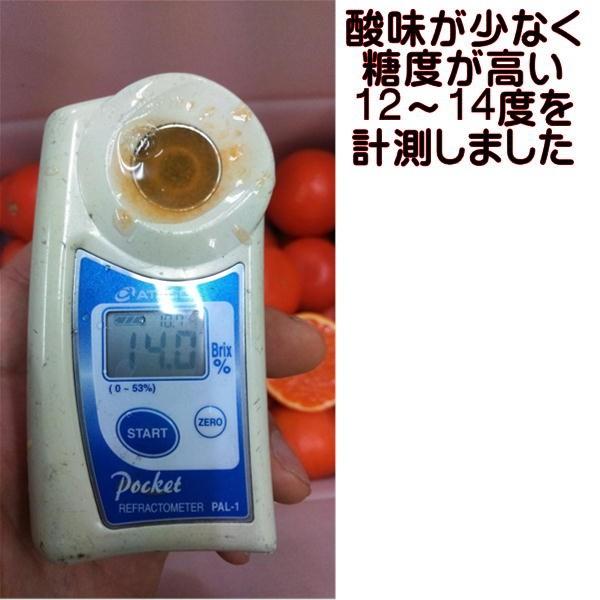 みはや みかん 1箱5kg 熊本産 80サイズ みかん ミカン 蜜柑 