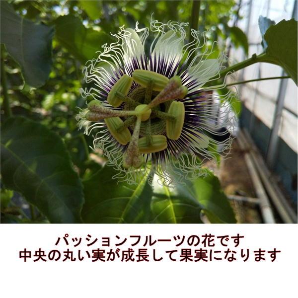 パッションフルーツ　約1ｋｇ（約9〜15玉）熊本産　清田さんのパッションフルーツ　60サイズ｜fruitkanmiya-ggy｜04