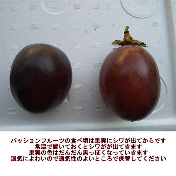 パッションフルーツ 約1kg（約9〜15玉）熊本産 清田さんのパッション