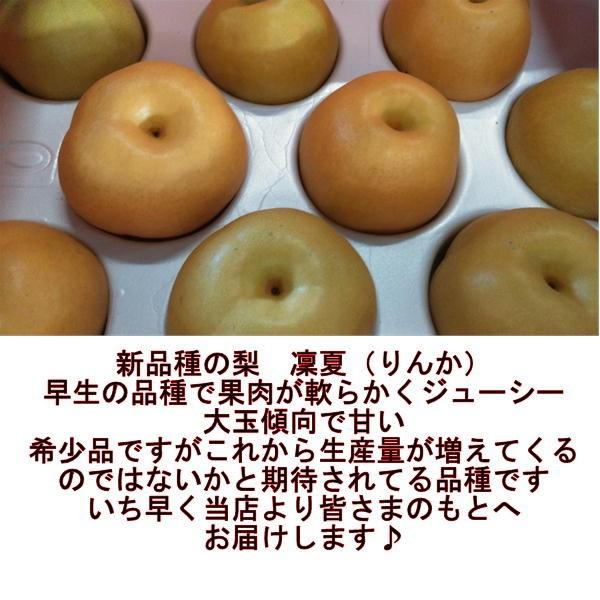 凜夏梨 りんか なし 1箱 約5kg（約6〜16玉）熊本産 新品種