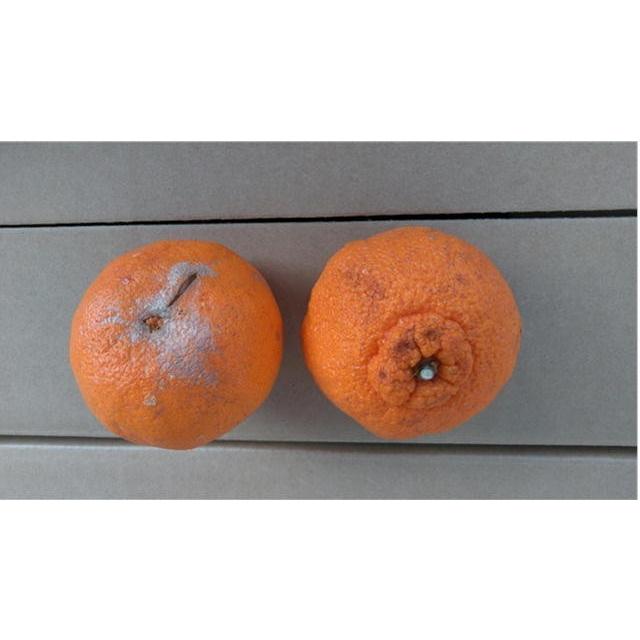 セット】不知火 訳あり デコポンと同品種 1セット1.5kg 熊本産 セット】不知火 訳あり デコポンと同品種 1セット1.5kg 熊本産
