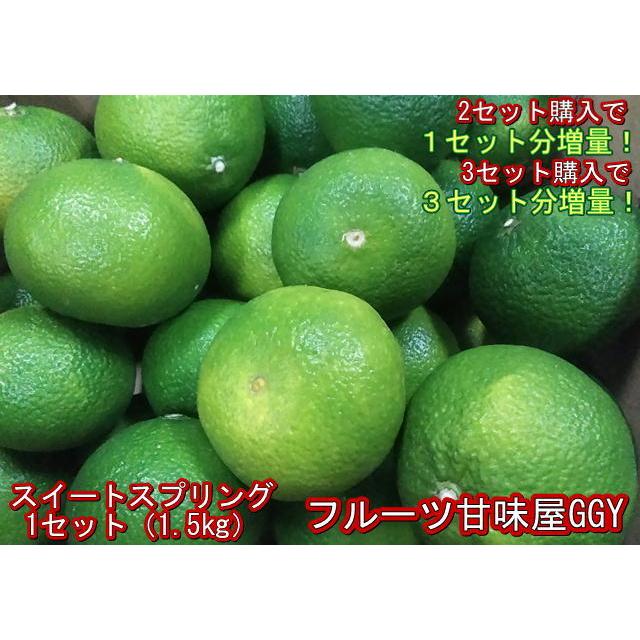 セット】スイートスプリング 訳あり 1セット1.5kg 熊本産 2セット