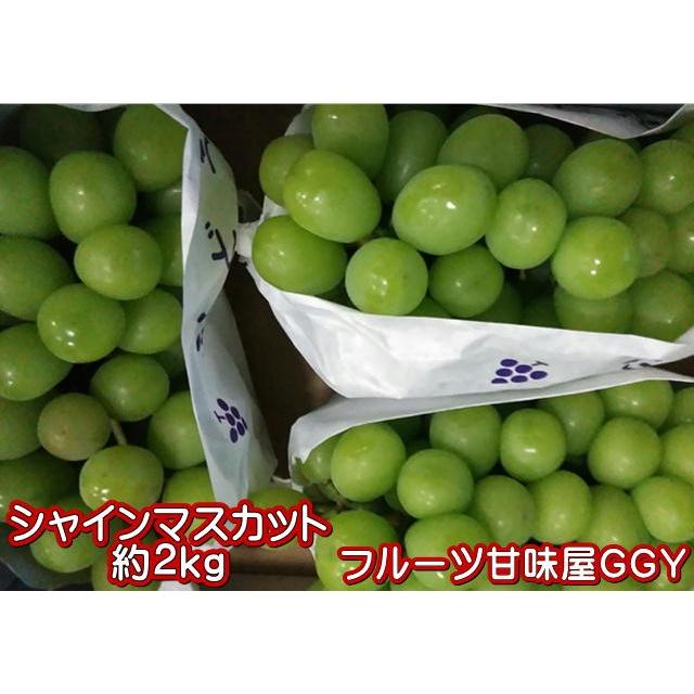 シャインマスカット 約2kg(2〜6房)熊本産・福岡・大分産 クール便発送 80サイズ :syain:フルーツ・甘味屋GGY - 通販 - Yahoo!ショッピング シャインマスカット 約2kg(2〜6房)熊本産・福岡・大分産 クール便発送 80サイズ :syain:フルーツ・甘味屋GGY - 通販 - Yahoo!ショッピング