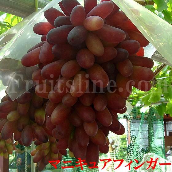 マニキュアフィンガー 2kg 秀品 満杯詰 山梨県産 産地直送 ぶどう 送料