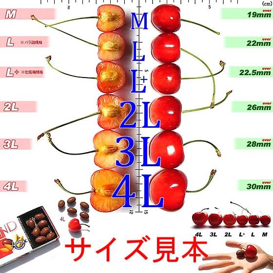 さくらんぼ サクランボ レーニア 超特大 4Lサイズ 300g 秀 手詰 化粧箱入 送料無料 一部地域を除く｜fruits-line｜06