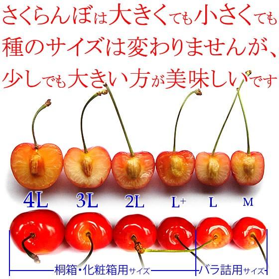 サクランボ さくらんぼ 紅秀峰 父の日 プレゼント ギフト  秀 2L〜Lサイズ 1K 化粧箱入 送料無料 一部地域を除く｜fruits-line｜08