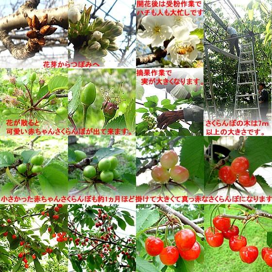 サクランボ さくらんぼ 紅秀峰 父の日 プレゼント 限定品 ギフト バラ 送料無料 秀 2l Lサイズ 500g 一部地域を除く