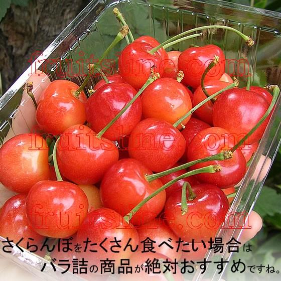 さくら 新鮮な長野サクランボ2Lサイズ600㌘紅秀峰 先行予約 さくらんぼ 紅秀峰 秀2Lサイズ 700g (350gx2パック