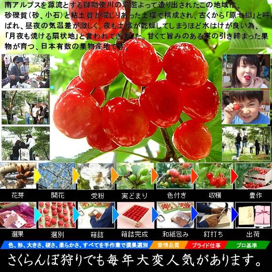朝顔に鮎 秀峰 箱付き 楽天市場】盆提灯 なごみあかり 朝顔(あさがお) 回転筒付 電気