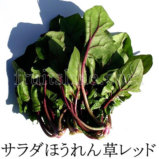 サラダほうれん草 レッド 無農薬無化学肥料栽培野菜 山梨県産 Houren Red フルーツライン 通販 Yahoo ショッピング