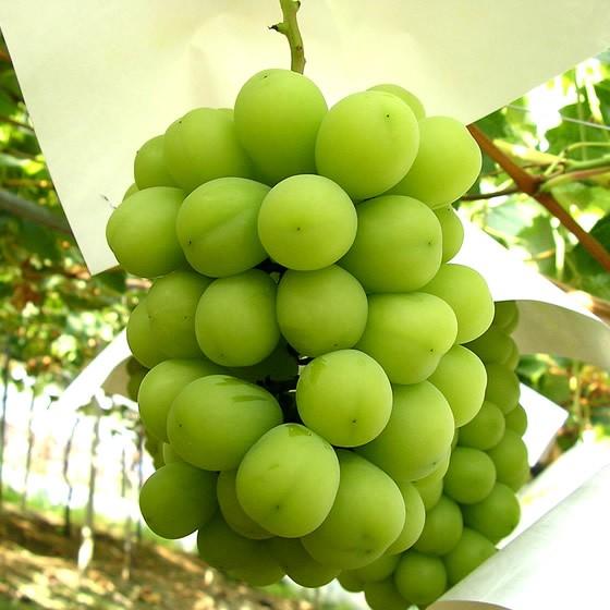 ハウスシャインマスカット 山梨県産 贈答用 秀 2房入 約1Kg お中元