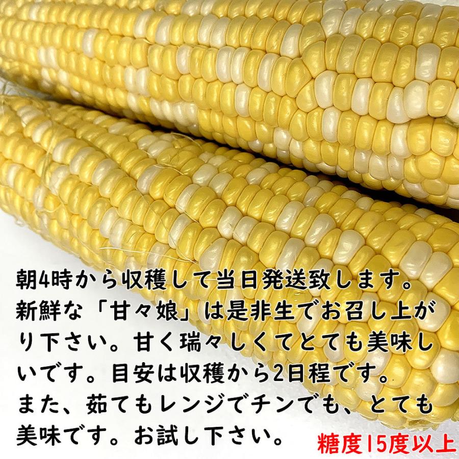 山梨県産 とうもろこし トウモロコシ 甘々娘 かんかん娘 L 2l 15 12本入 約5kg 送料無料 一部地域を除く Kankanmusume フルーツライン 通販 Yahoo ショッピング
