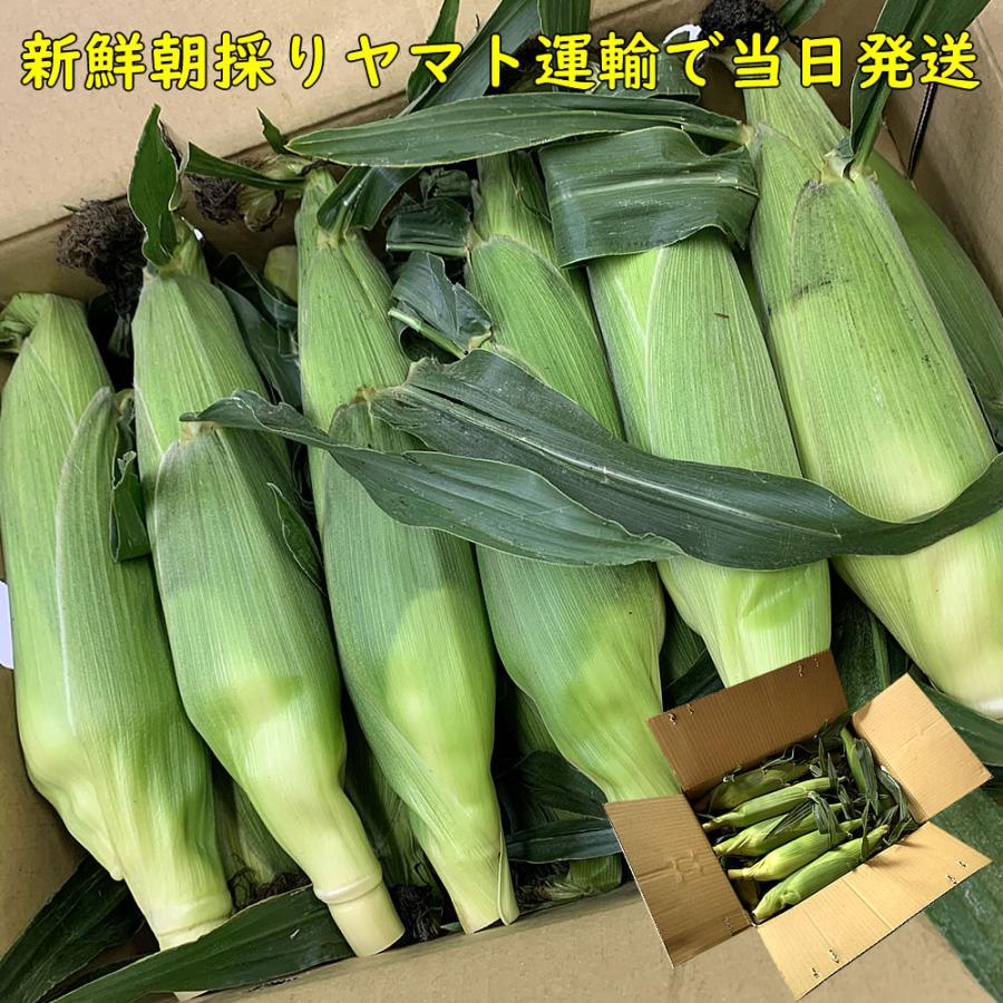 kn126 山梨県産　甘々娘　とうもろこし　4〜6本　ご家庭 父の日 お中元 ギフト 山梨県産 とうもろこし トウモロコシ 甘々娘