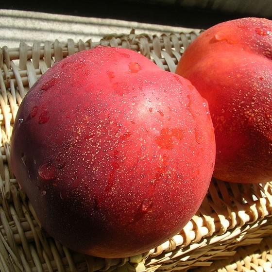 ネクタリン 黎明(レイメイ) 山梨県産 特産品 お中元 御中元 ギフト