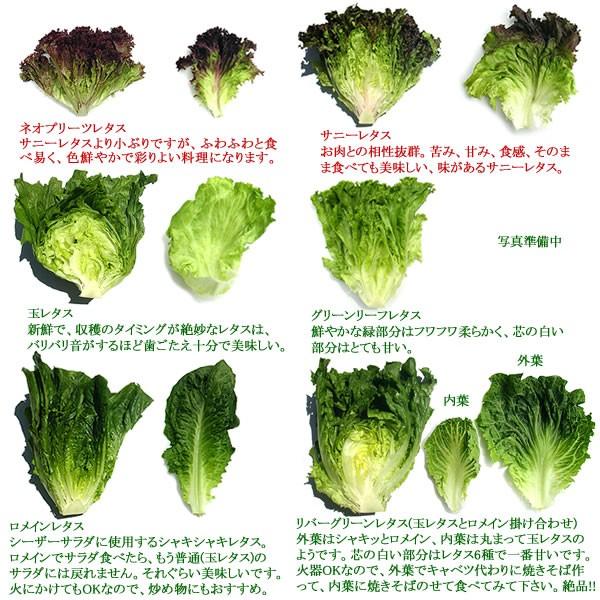 適度な 六分儀 冒険者 プリーツ レタス Ykc Npo Net