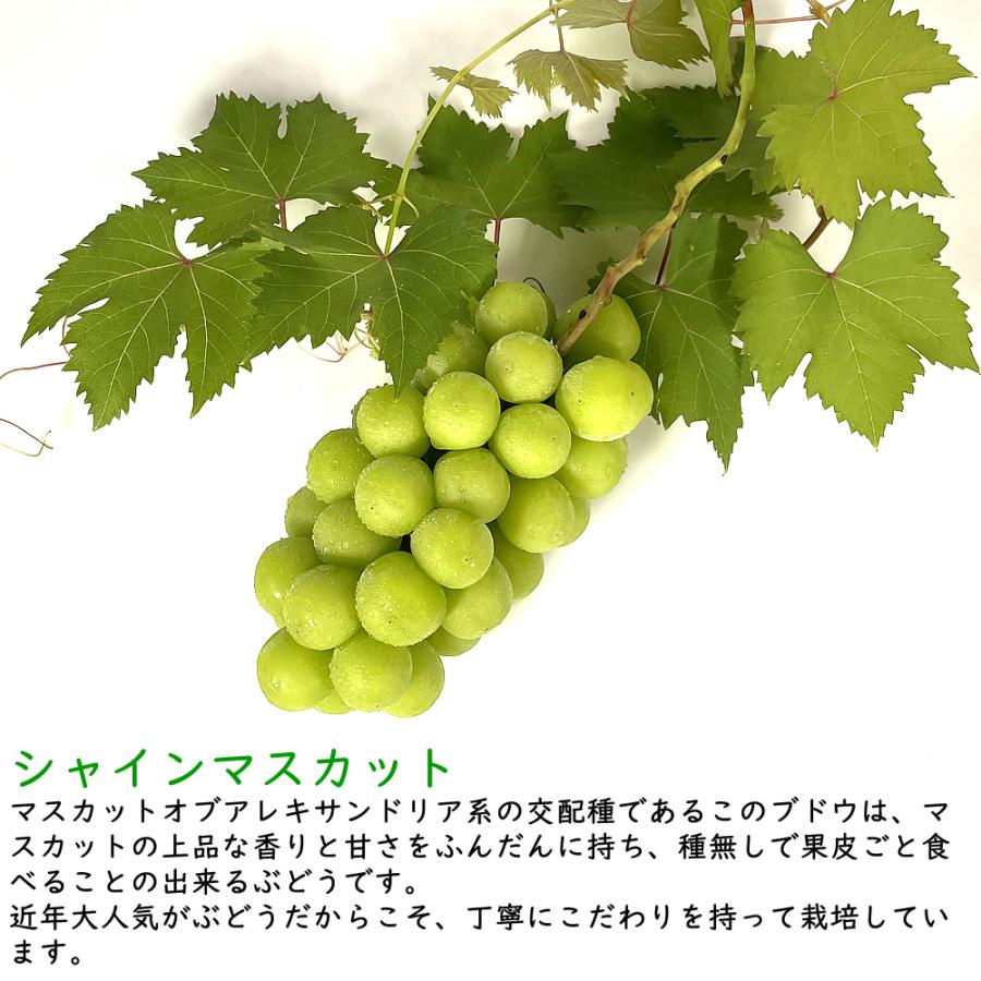 サンシャインレッドとシャインマスカット 山梨県産 ぶどう詰め合わせ