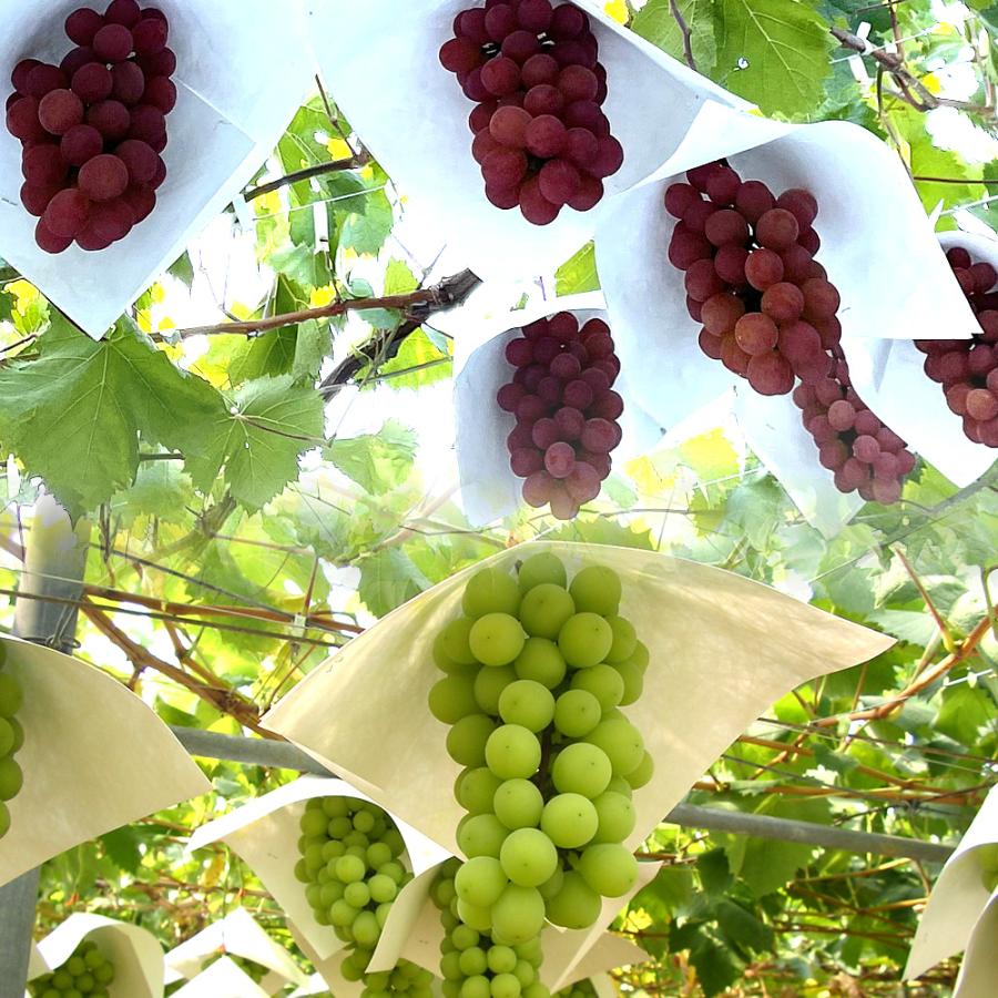 サンシャインレッドとシャインマスカット 山梨県産 ぶどう詰め合わせ