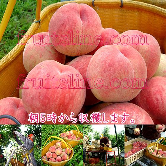 敬老の日 ギフト 桃 山梨 甲斐黄金桃 特秀 約1.5kg 5〜6個入 送料無料