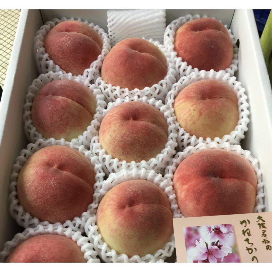 かねちかの桃 包近 大阪産 特選 11〜13玉入り 化粧箱 : 果物専門店
