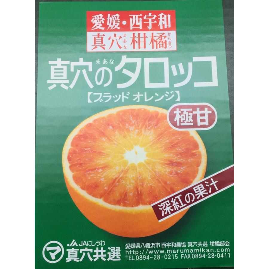 ブラッドオレンジ 真穴のタロッコ 愛媛産 ＳまたはＭサイズ 化粧箱 約