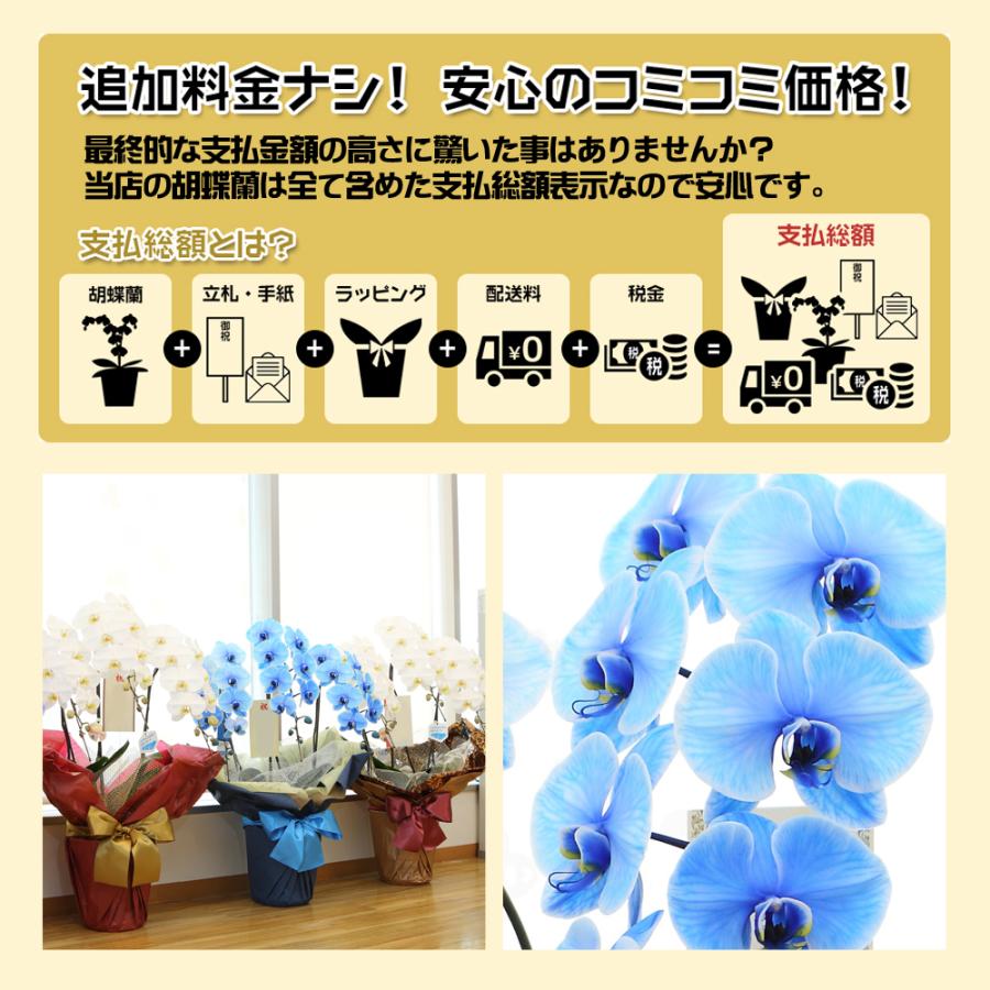 【3本立】胡蝶蘭 花 鉢 蘭 開店 就任 御祝 誕生日 退職 喜寿 古希 卒寿 ギフト 贈答 彼岸 祝い プレゼント【27輪の青い胡蝶蘭〜ブルーエレガンス〜】 爆買_2