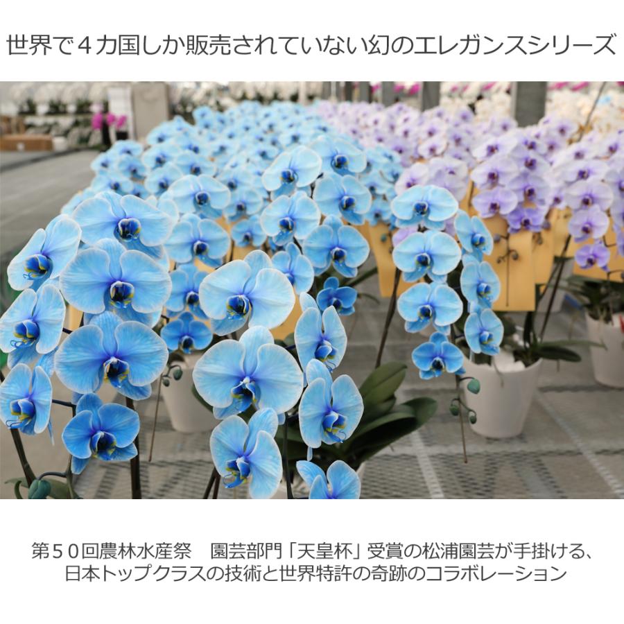 【3本立】胡蝶蘭 花 鉢 蘭 開店 就任 御祝 誕生日 退職 喜寿 古希 卒寿 ギフト 贈答 彼岸 祝い プレゼント【27輪の青い胡蝶蘭〜ブルーエレガンス〜】 爆買_11