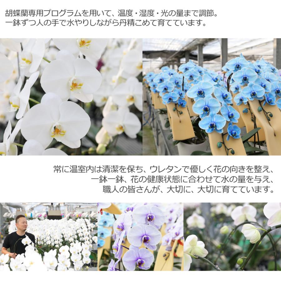 3本立 27輪の青い胡蝶蘭 ブルーエレガンス 一際目立つ珍しい花鉢 開店 就任 誕生日 長寿 古希 喜寿 米寿 開院 移転御祝 Come Blue3 フラワーショップ花夢 ヤフー店 通販 Yahoo ショッピング