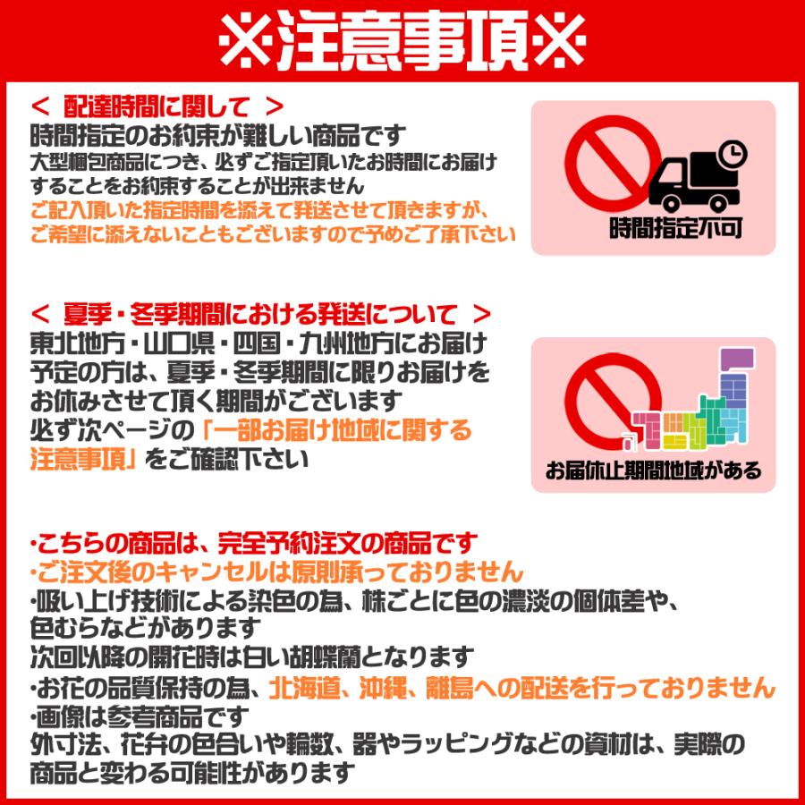 【3本立】27輪の青い胡蝶蘭〜ブルーエレガンス〜一際目立つ珍しい花鉢 開店 就任 誕生日 長寿 古希 喜寿 米寿 開院 移転御祝｜fs-come｜13